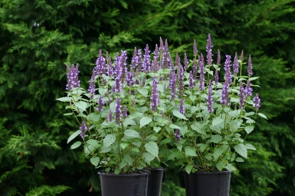 Picture of Agastache - Astello Indigo